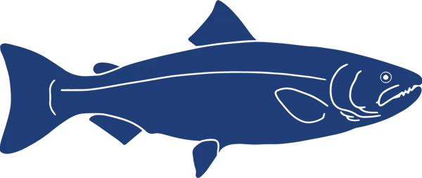 Coho Salmon