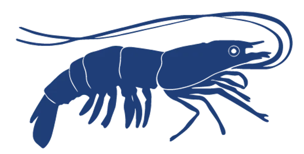 Shrimp